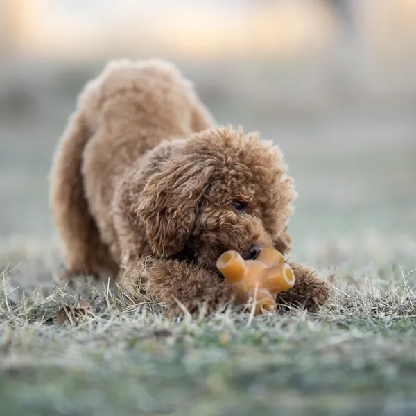 Caniche mordiendo un juguete rellenable de resina orgánica diseñado para perros. El juguete permite insertar snacks naturales, fomentando la estimulación mental y el juego activo.