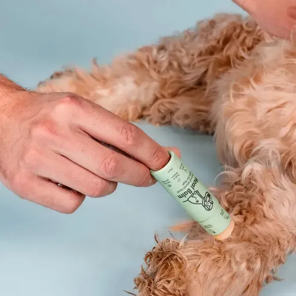 Persona aplicando Heal Balm, un bálsamo natural en formato stick de color verde claro, en la pata de un perro de pelaje rizado y claro. El fondo azul resalta el proceso de cuidado para heridas y piel sensible en las patas.