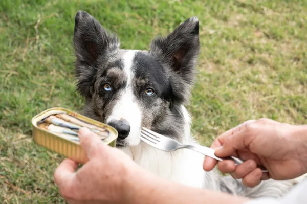 Perro Border Collie con ojos azules mirando una lata de sardinas naturales, una fuente de omega-3 beneficiosa para la salud canina, en un entorno al aire libre