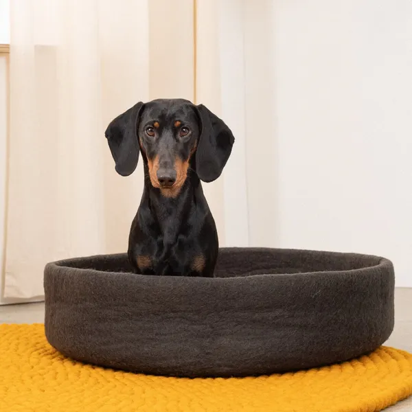 Perro dachshund negro y fuego sentado dentro de una cama redonda de fieltro gris, sobre una alfombra mostaza. Fondo interior con cortinas claras. Producto sostenible.