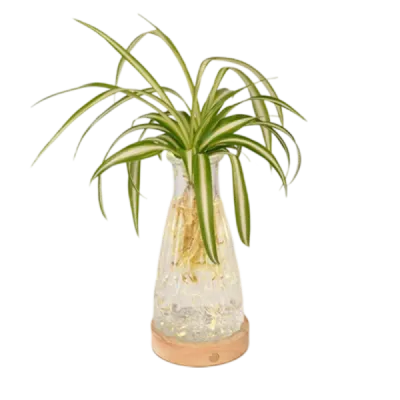 Thumbnail 400x400 for Planta de hojas largas y arqueadas en un jarrón de cristal tallado, con base de madera y luz, sobre fondo transparente