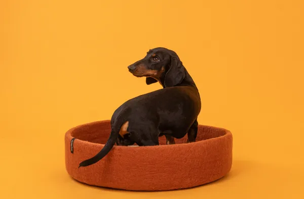 Perro Teckel sobre una cama ecológica de fieltro en un fondo amarillo, destacando su diseño sostenible y artesanal.