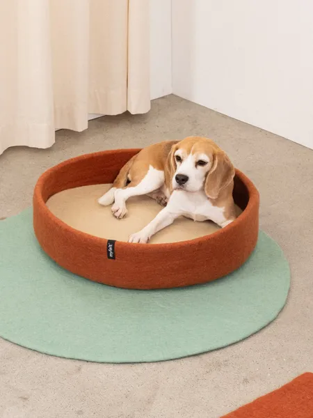 Perro Beagle descansando en una cama artesanal de lana natural sobre una alfombra verde en un ambiente minimalista y acogedor.