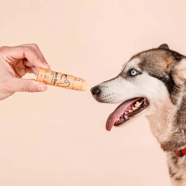 Persona aplicando Nose Balm, un bálsamo natural en formato stick de color amarillo, en la nariz seca de un perro de raza Husky. El perro muestra una expresión tranquila y el fondo beige resalta el proceso de cuidado para hidratar y proteger la nariz.
