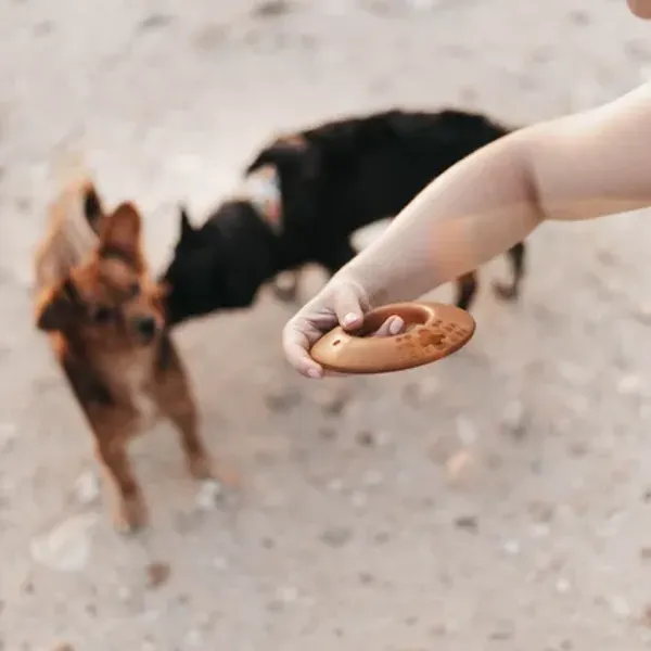 Persona sosteniendo un aro volador ecológico de resina natural para perros, lista para lanzarlo mientras dos perros esperan atentos en un entorno al aire libre.