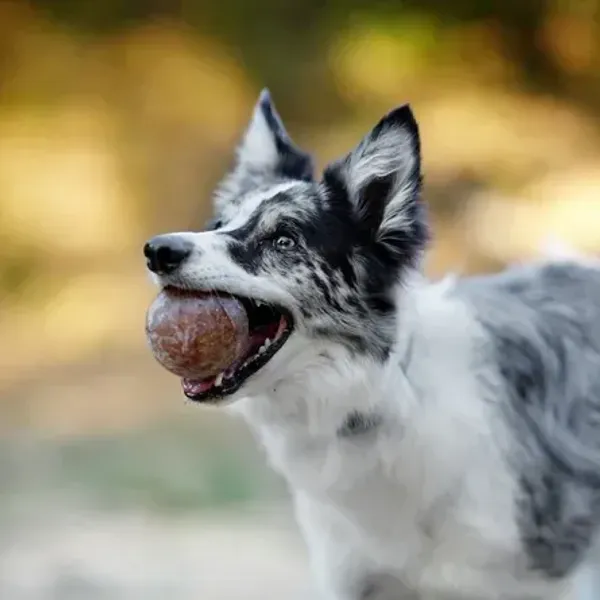 Perro jugando con una pelota resistente de resina natural. Juguete ecológico duradero, ideal para fortalecer la mordida y estimular la actividad física.