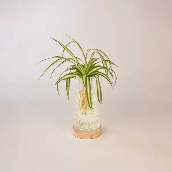 Planta de interior con hojas largas y verdes, ligeramente arqueadas, colocada en un jarrón de cristal tallado con relieve decorativo. El recipiente descansa sobre una base de madera clara que incorpora luz LED regulable. Diseño elegante y natural, ideal para hogares con perro por ser completamente pet friendly.